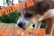 娱乐吃瓜酱送小狗视频大全,萌宠小狗视频大全，萌化你的心！